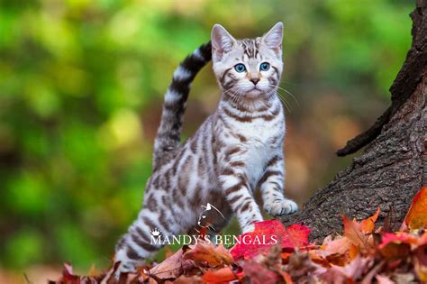 Looking for a Bengal Cat for Sale? – Find Bengal Breeders in Canada