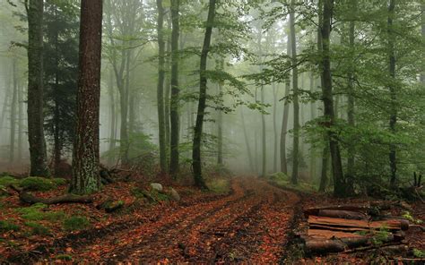 forest, Tree, Landscape, Nature, Autumn, Path, Fog Wallpapers HD / Desktop and Mobile Backgrounds