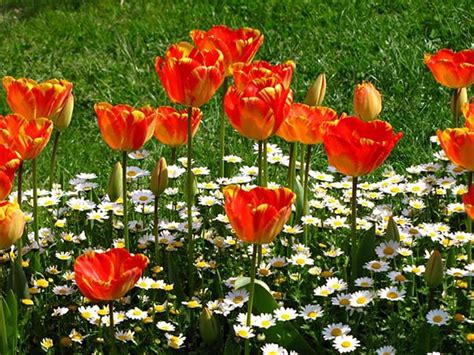 Tulips,daisies, nature, flowers HD wallpaper | Pxfuel