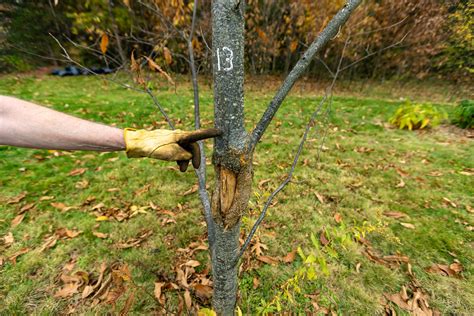 Researchers hoping to give the American chestnut tree a leg up on ...