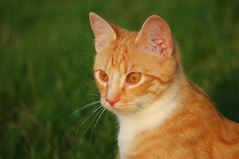 Free photo: Cat, Kitten, Red Mackerel Tabby - Free Image on Pixabay - 1325297