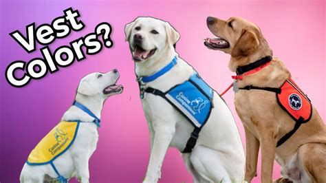 What Do Service Dog Vest Colors Mean