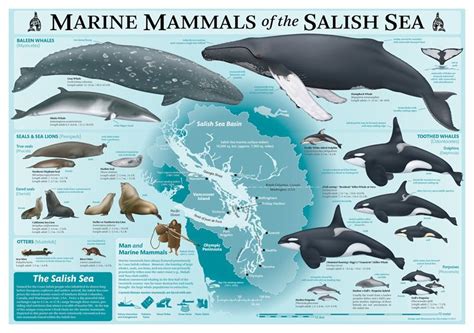 Types Of Marine Mammal Species - vrogue.co
