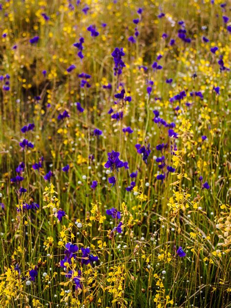 Grass Flower Field , Wildflowers Free Stock Photo - Public Domain Pictures