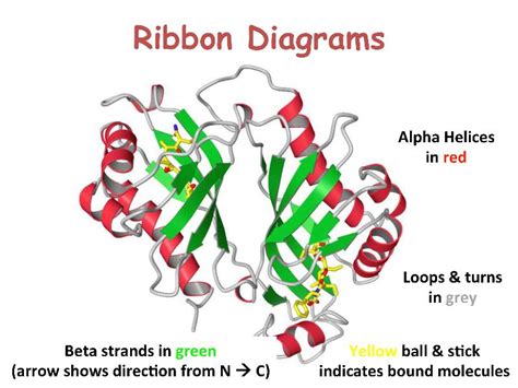 Protein Visualization - Ribbon Diagram