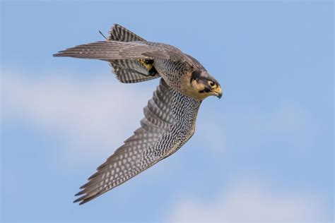 Falcons See Prey at Over 200 MPH – Speed of a Formula 1 Race Car