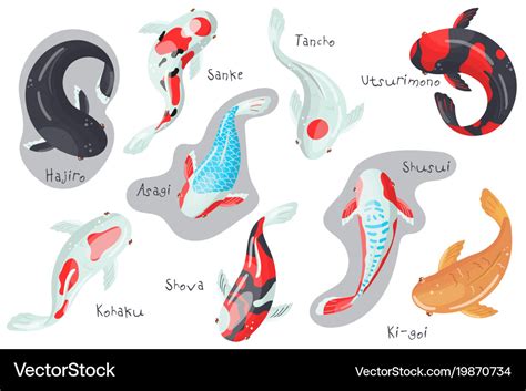 Carp koi fish species set traditional sacred Vector Image