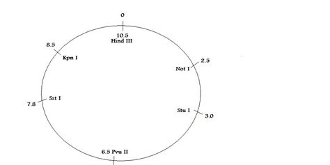 homework - Restriction Mapping of Plasmid Assignment - Biology Stack Exchange