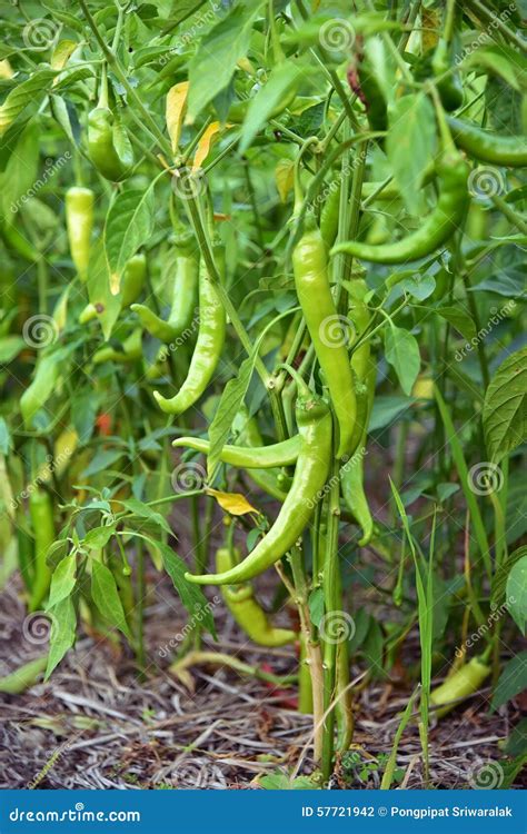 Green Chilli Peppers on a Tree Stock Photo - Image of nature, plant: 57721942