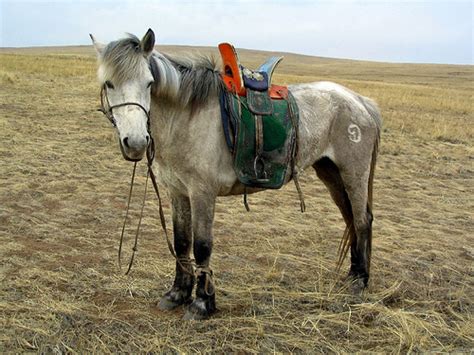 Mongolian Horse Info, Origin, History, Pictures