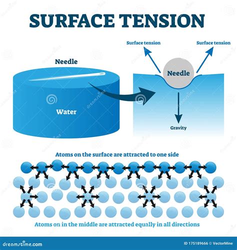 Surface Tension Explanation Vector Illustration Diagram Stock Vector - Illustration of science ...