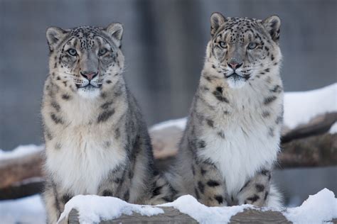 Why Are Snow Leopards Endangered? - MyStart