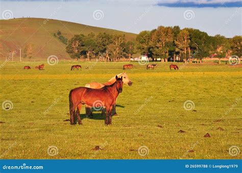 Horse in Steppe stock photo. Image of steppe, grassland - 26599788