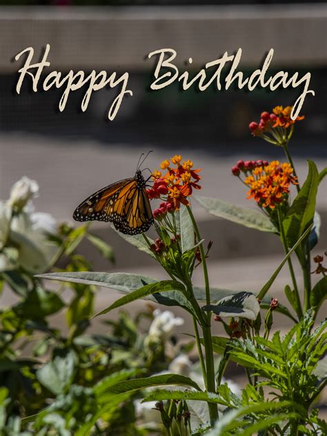Happy Birthday Butterfly Free Stock Photo - Public Domain Pictures