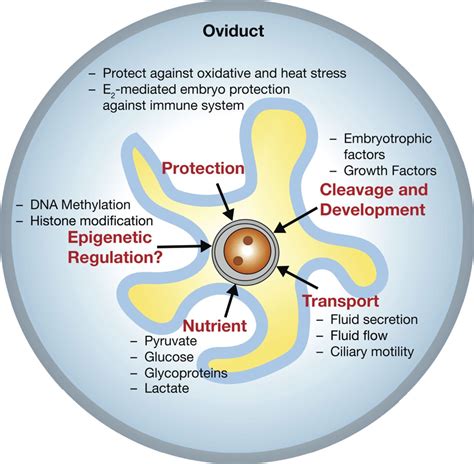 Oviduct: roles in fertilization and early embryo development in: Journal of Endocrinology Volume ...