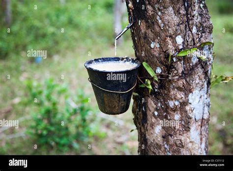 Rubber tree latex sap hi-res stock photography and images - Alamy