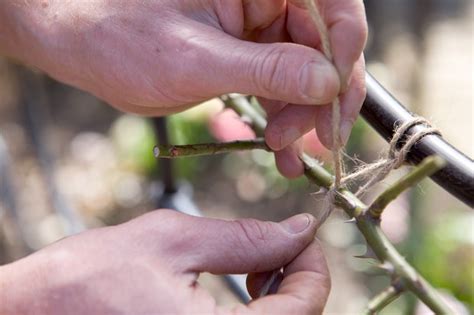 How To Train and Prune a Climbing Rose - BBC Gardeners World Magazine