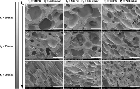 SEM characterization of the cross-sectional regions in the PDMS porous ...