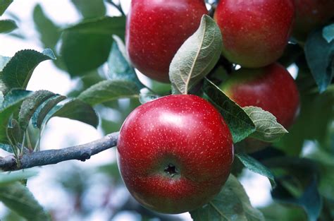 File:Apples On Tree 001.jpg - The Work of God's Children