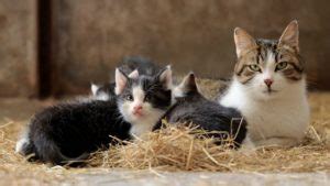 Cat Trilling: What Is It And What Does It Mean? – The Purrington Post