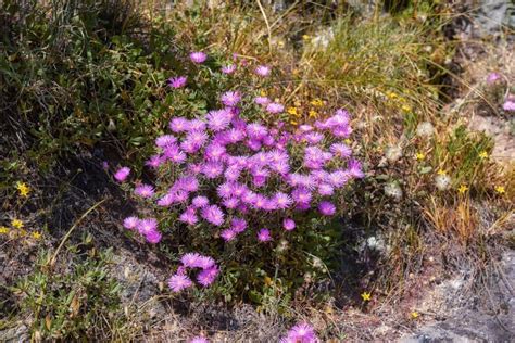 Above Shot of Purple Drosanthemum Floribundum Succulent Plants Growing Outside in Their Natural ...