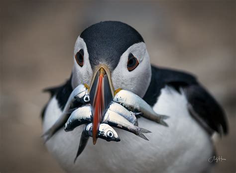 Puffin with a beak-full | www.andyharrisphotography.com/ | Flickr