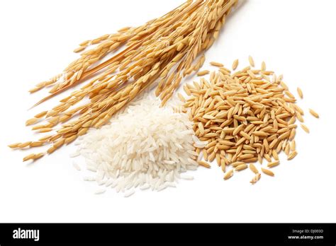 rice plants with white rice and unmilled rice isolated on white Stock Photo - Alamy