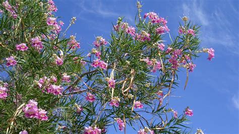 Yard & Garden: Reasons for desert willow's decline