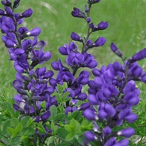 Indigo Plant Uses In Different Area-Urban Plants - Urban Plants™