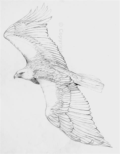 pencil drawings of eagles | Eagle Drawings Pencil the-hazel-tree.co | Eagle drawing, Eagle art ...