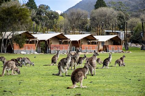 HALLS GAP LAKESIDE TOURIST PARK - Updated 2022 (Grampians, Australia)