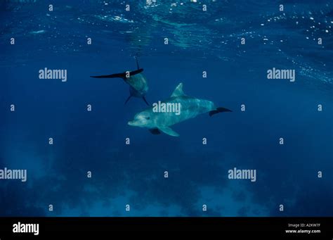 Indo Pacific Bottlenose Dolphin Stock Photo - Alamy