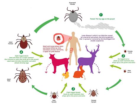 Tick Life Cycle & Growth Stages | EcoGuard Pest Management