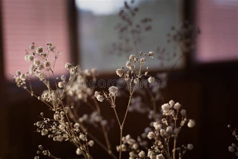 Dry White Flowers on Window Stock Image - Image of blind, summer: 111443151