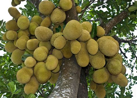 We love Our Bangladesh: Jackfruit (Kathal) -National Fruit of Bangladesh