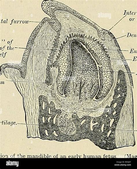 Dental papilla hi-res stock photography and images - Alamy