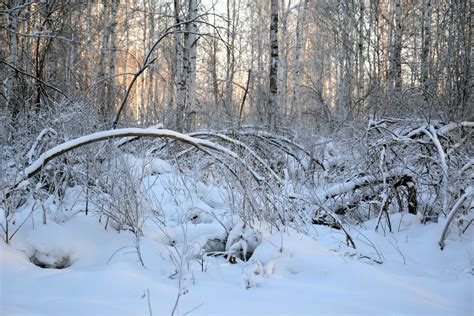 Winter Forest Free Stock Photo - Public Domain Pictures