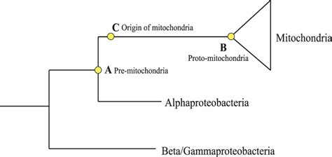 Key time points in mitochondria evolution. Time point A represents... | Download Scientific Diagram