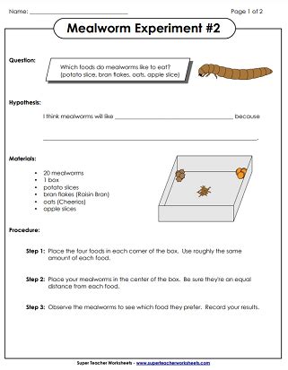 mealworm life cycle worksheet - Hunter Goldsmith