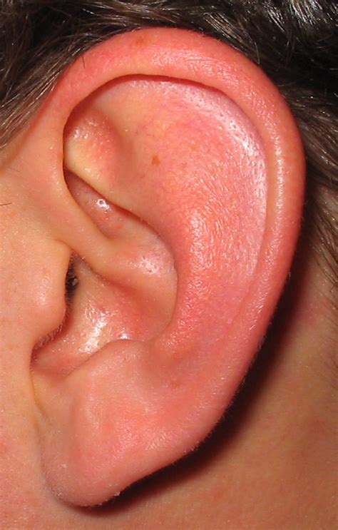 ear - Wiktionary