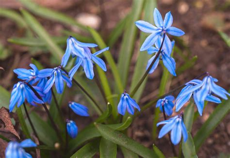 Siberian Squill: Plant Care & Growing Guide