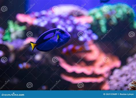 Blue Tang Fish in Aquarium for Design Purpose Stock Image - Image of ...