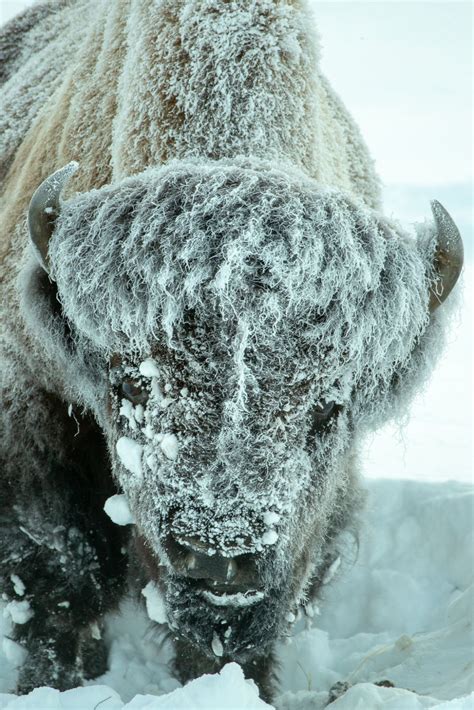 buffalo-in-snow – Walkin' Jim Stoltz