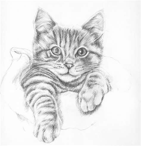 15 Easy Cat Drawing Ideas and Tutorials for Everyone - Beautiful Dawn Designs Realistic Cat ...