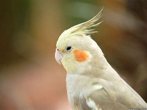 Cockatiel Wallpapers - Wallpaper Cave