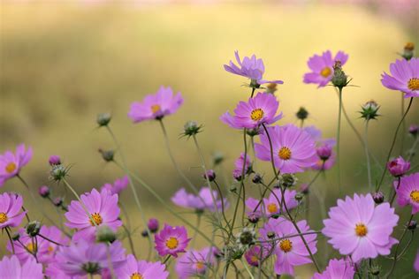 Fotos gratis : campo, prado, pétalo, flora, flor silvestre, Flores ...