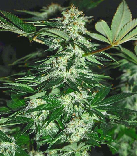 Buy Mimosa Shot feminized seeds by Herbies Seedbank - Herbies