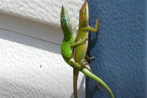 Green Anole Breeding & Egg Care Guide [Easy Step By Step]