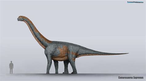 Camarasaurus | Paleontology World