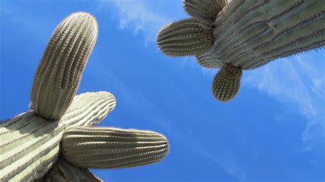 Free Images : cactus, wing, leaf, flower, botany, blue, arizona ...